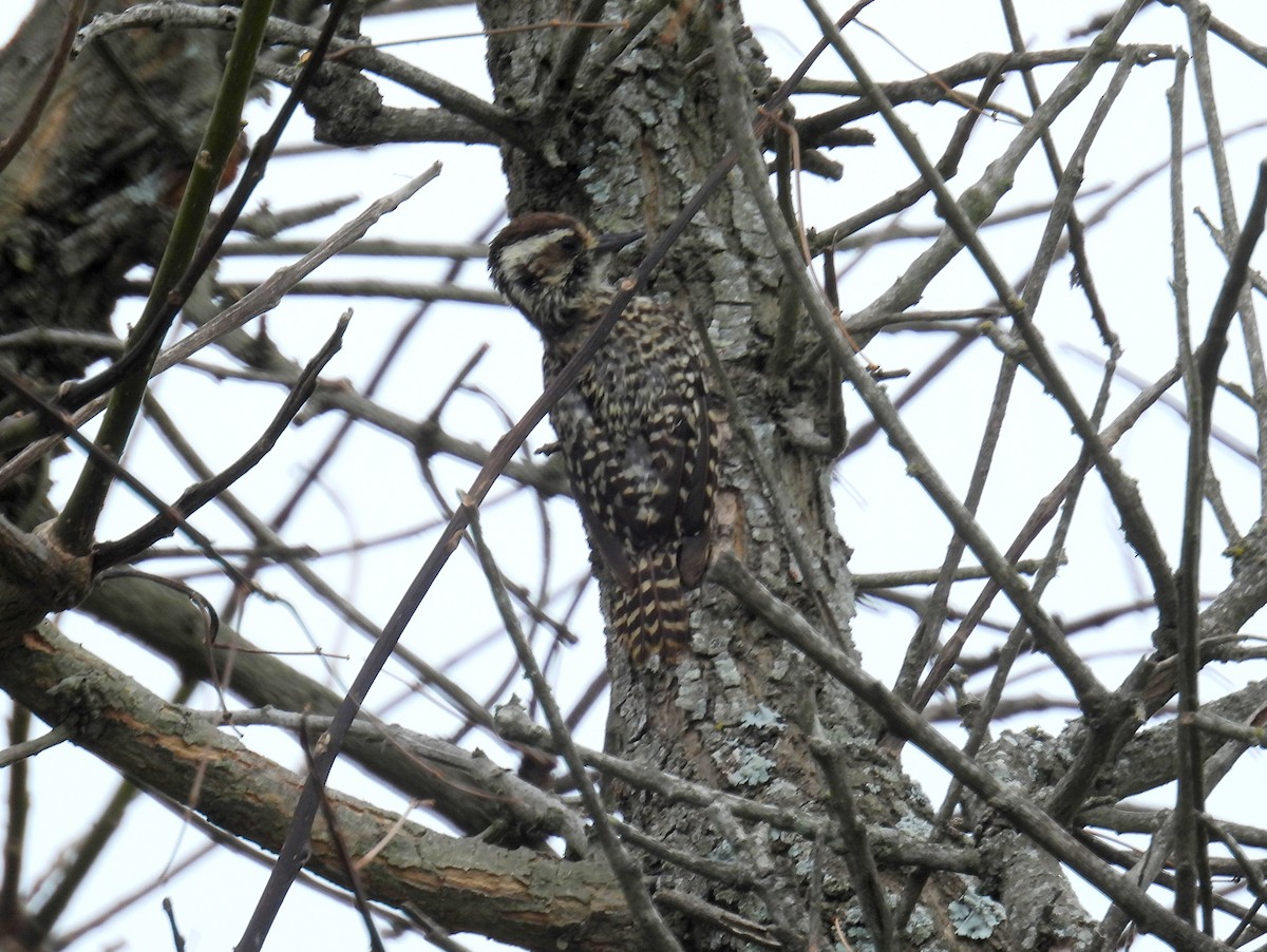 Checkered Woodpecker - ML618151796