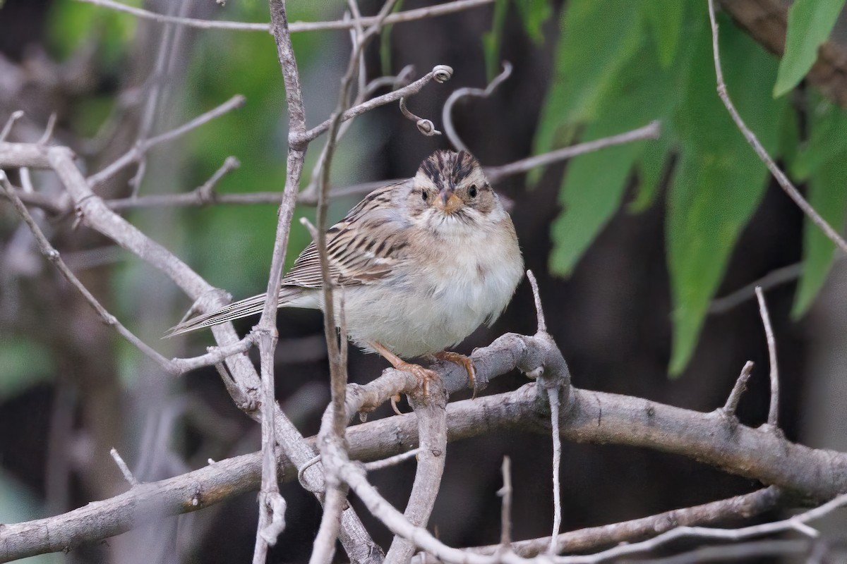 Clay-colored Sparrow - ML618151808