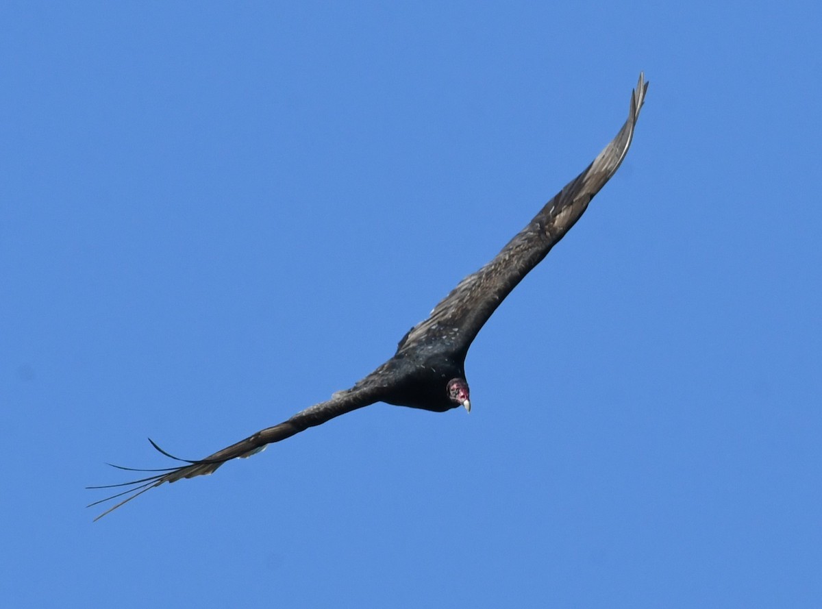 Turkey Vulture - ML618151825