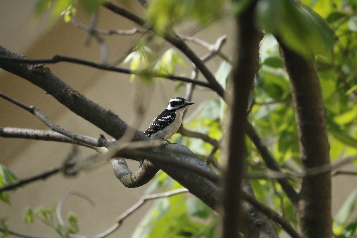 Downy Woodpecker - ML618151866