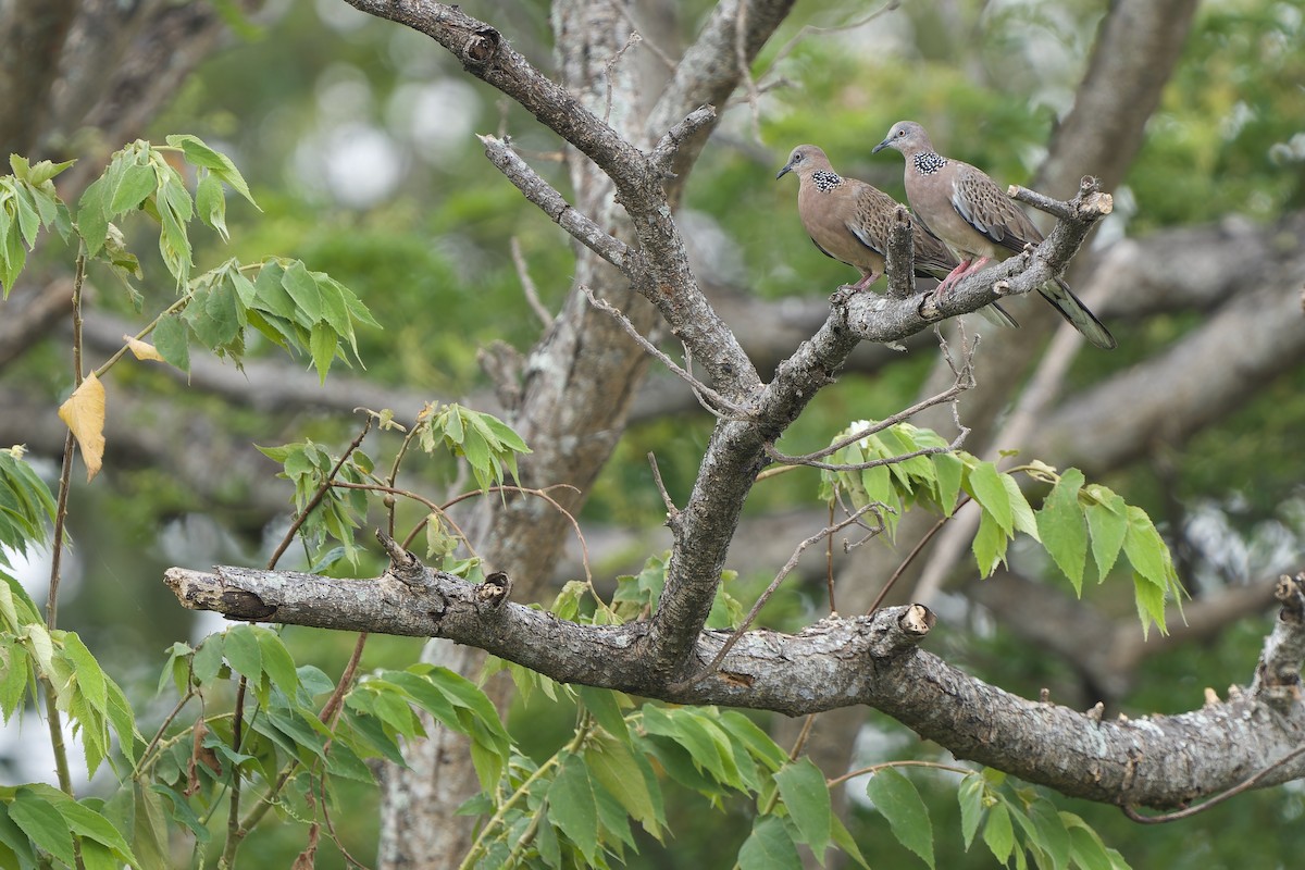 Spotted Dove (Eastern) - ML618151867