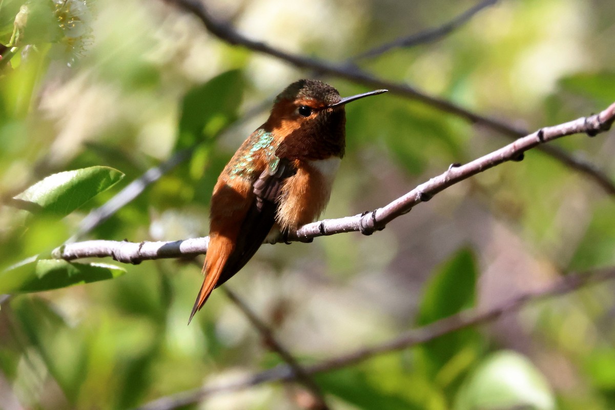 Rufous Hummingbird - ML618151868