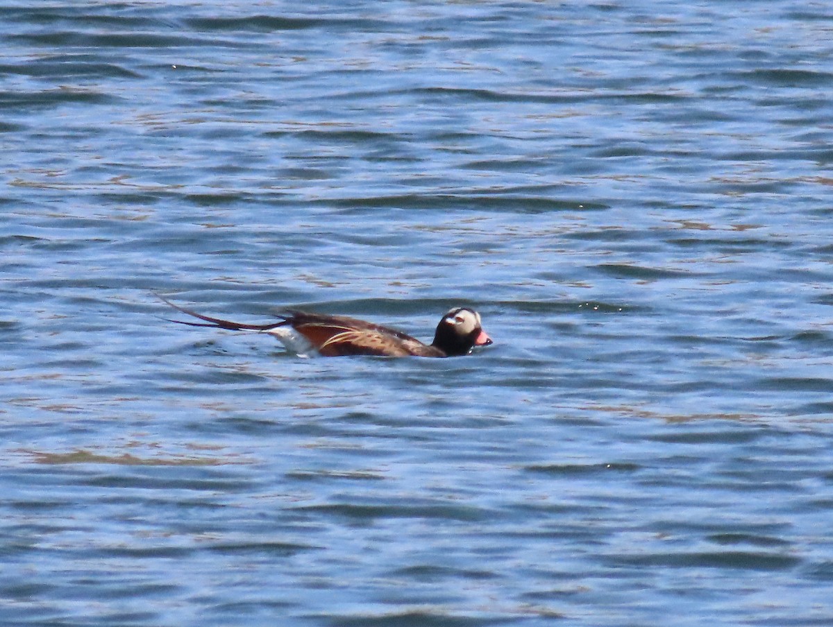 Long-tailed Duck - ML618151869