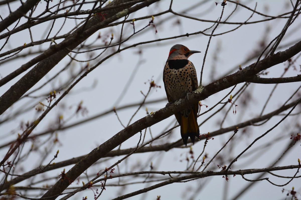 Northern Flicker (Yellow-shafted) - ML618151873