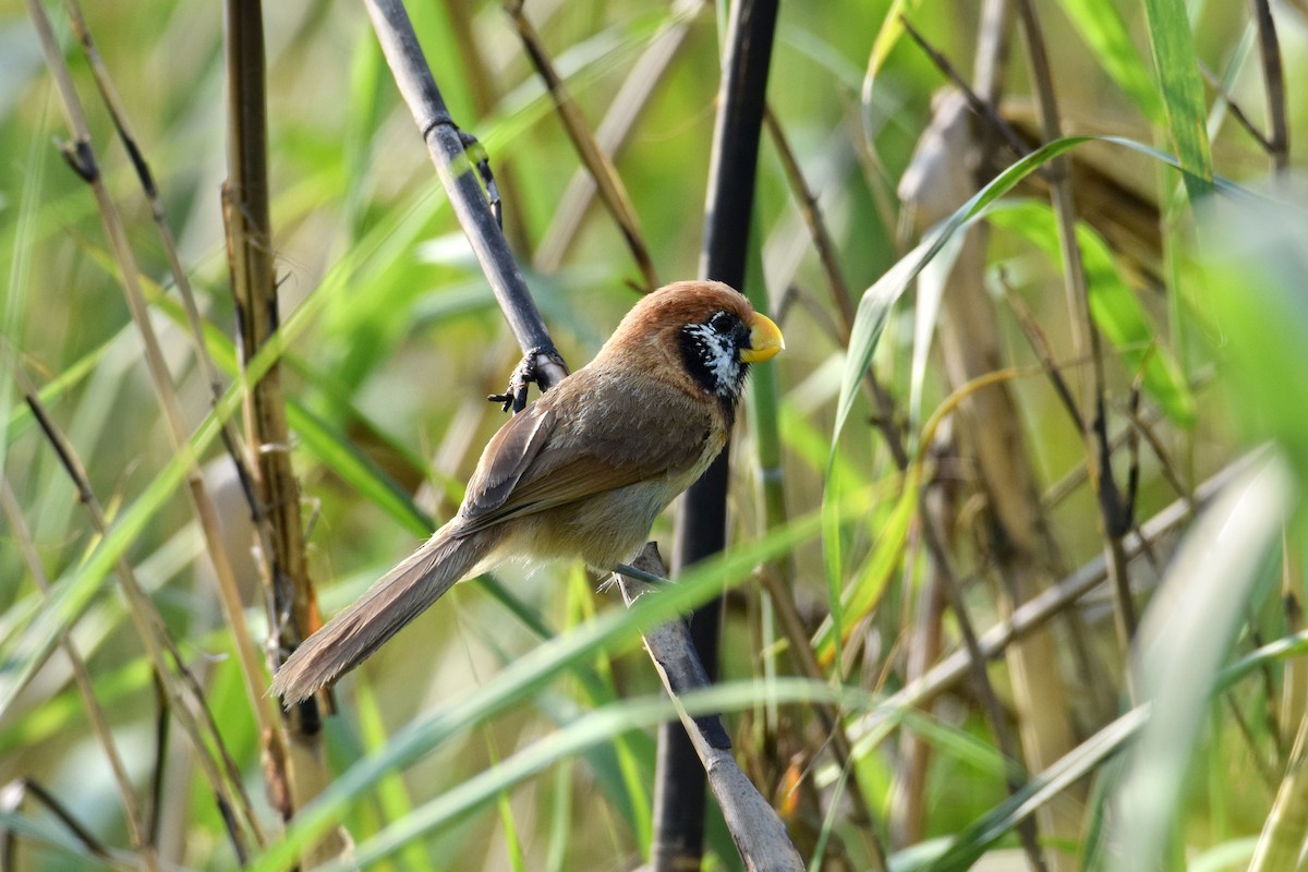 Black-breasted Parrotbill - ML618151879