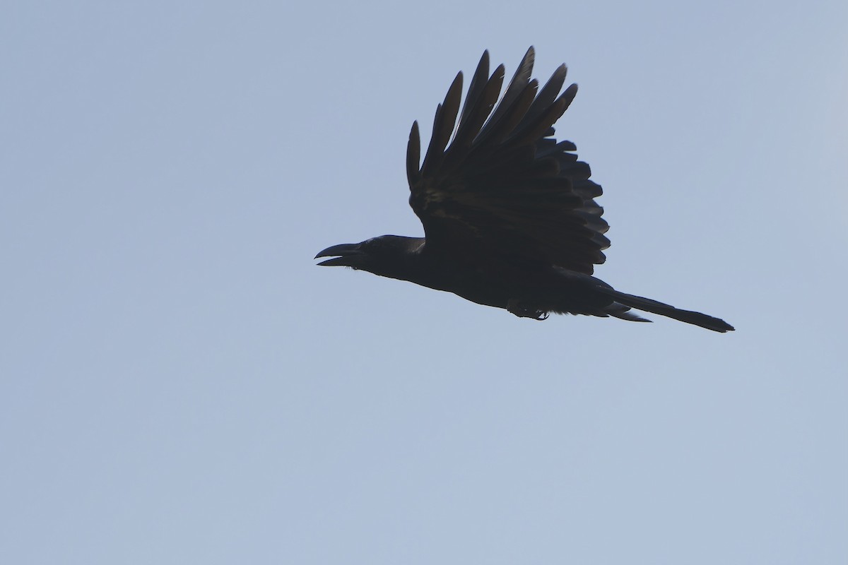 Large-billed Crow (Eastern) - ML618151880