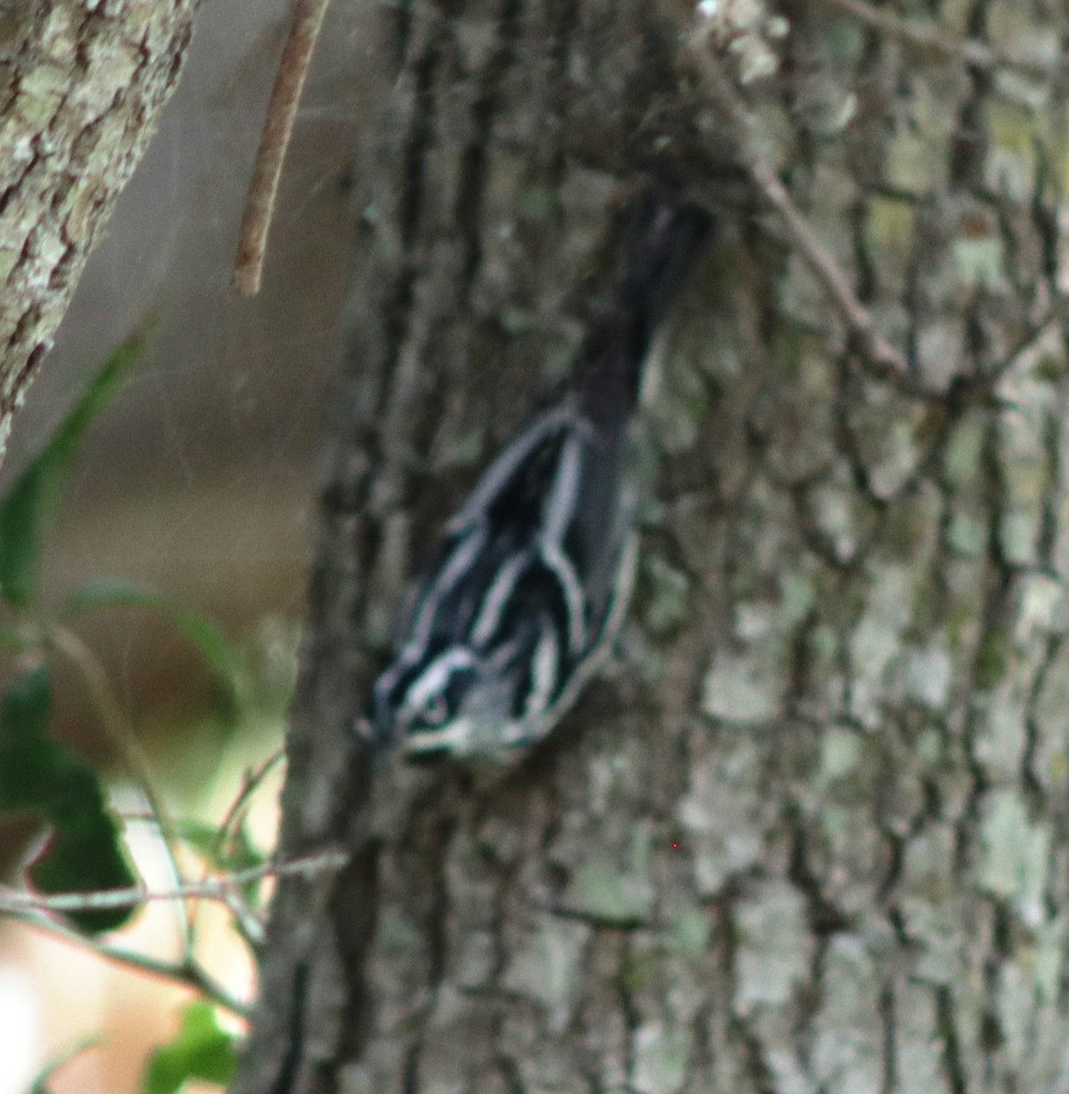 Black-and-white Warbler - ML618151881