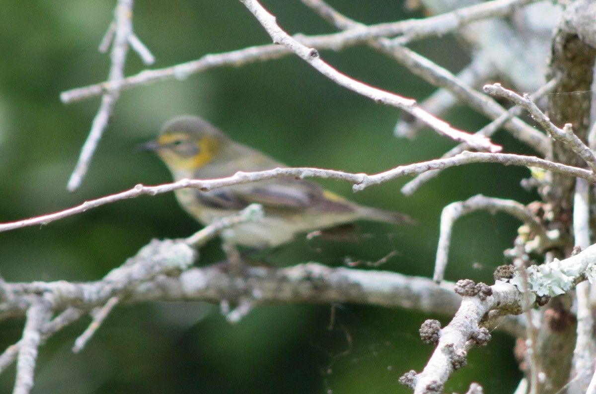 Cape May Warbler - ML618151893