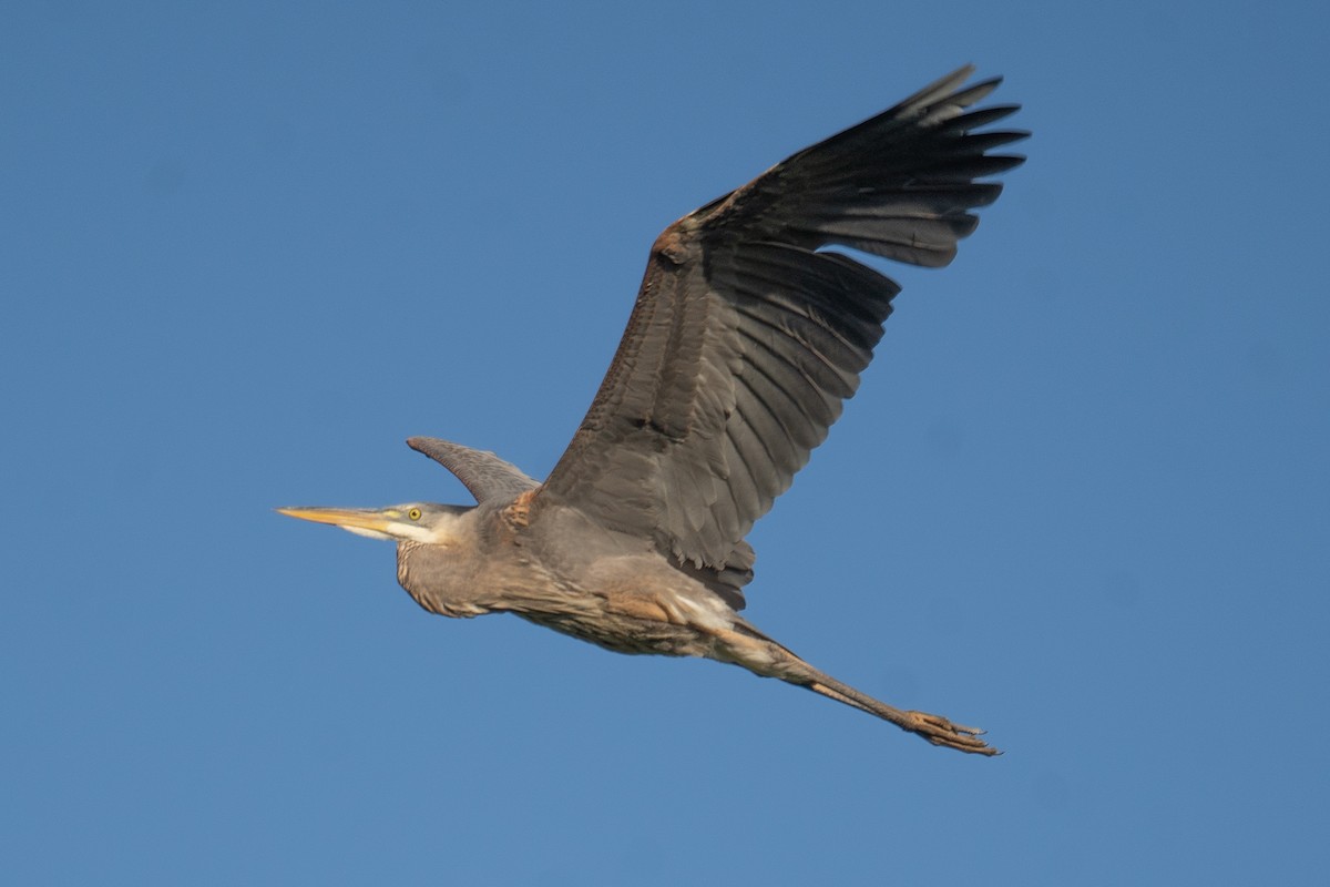 Great Blue Heron - Kevin Gong