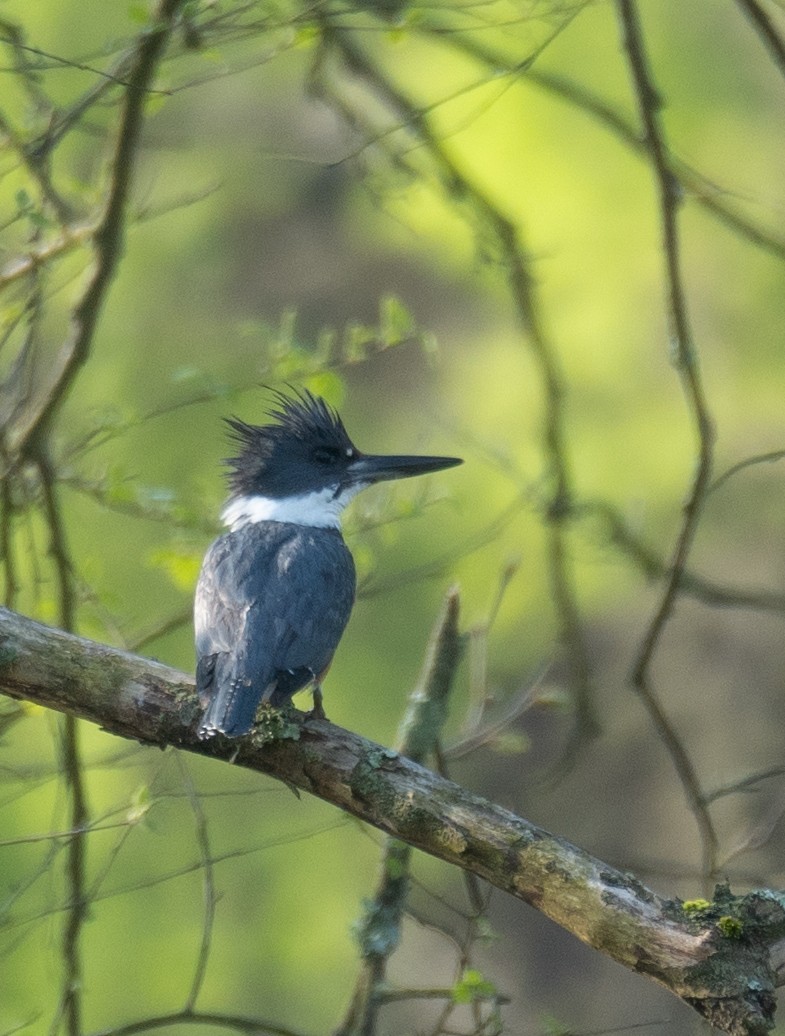 Belted Kingfisher - Kevin Gong