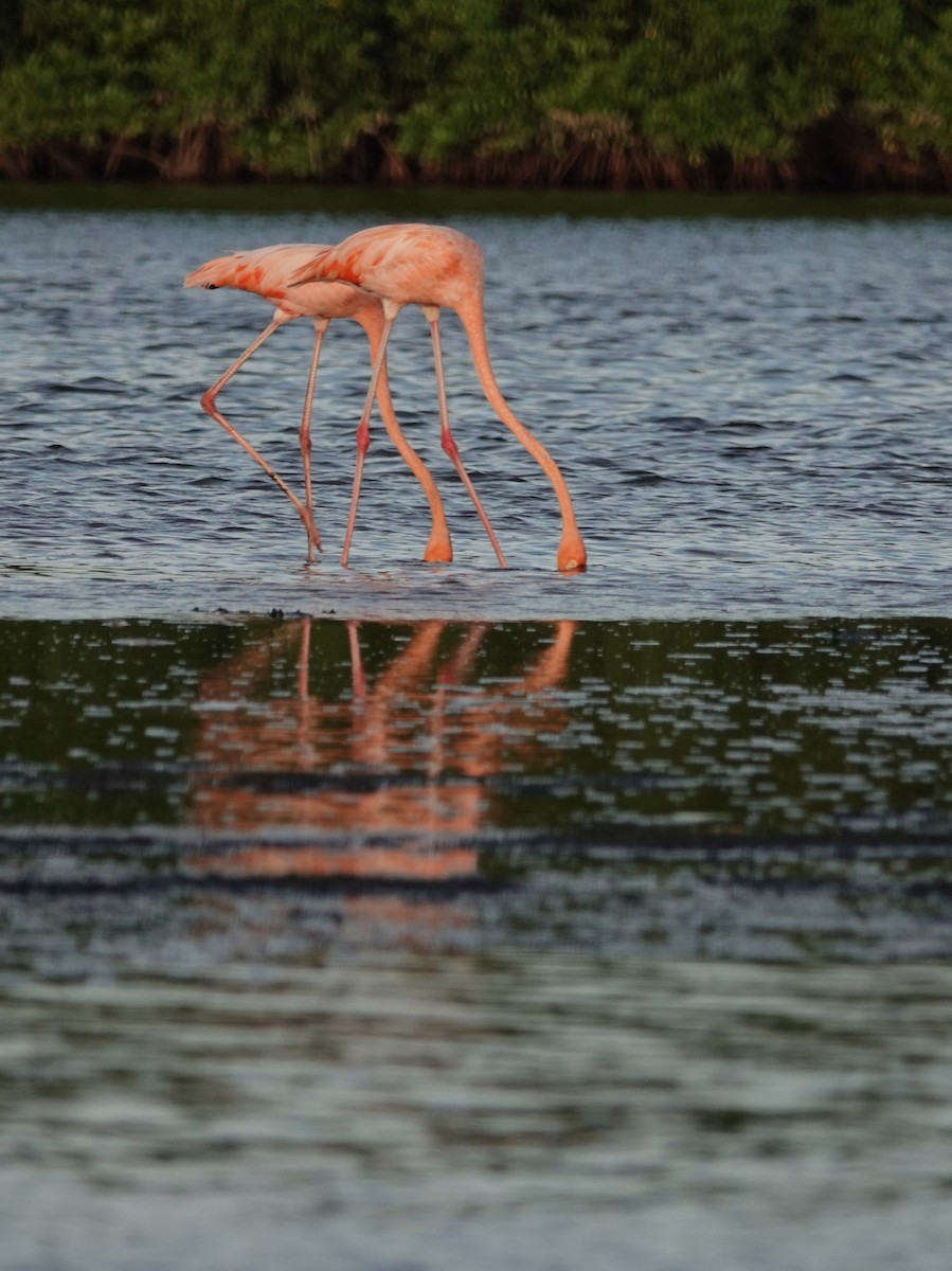 Amerika Flamingosu - ML618151977