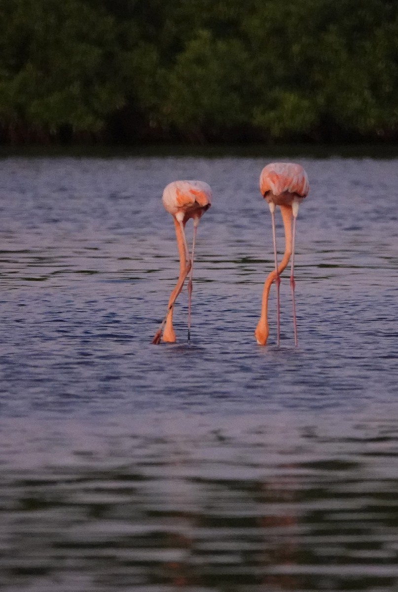 Amerika Flamingosu - ML618151981