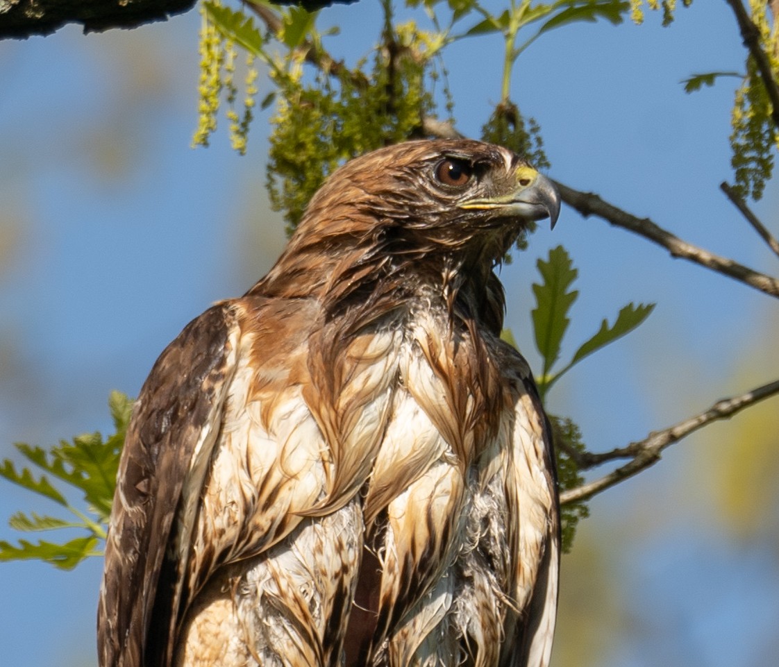 Red-tailed Hawk - Kevin Gong