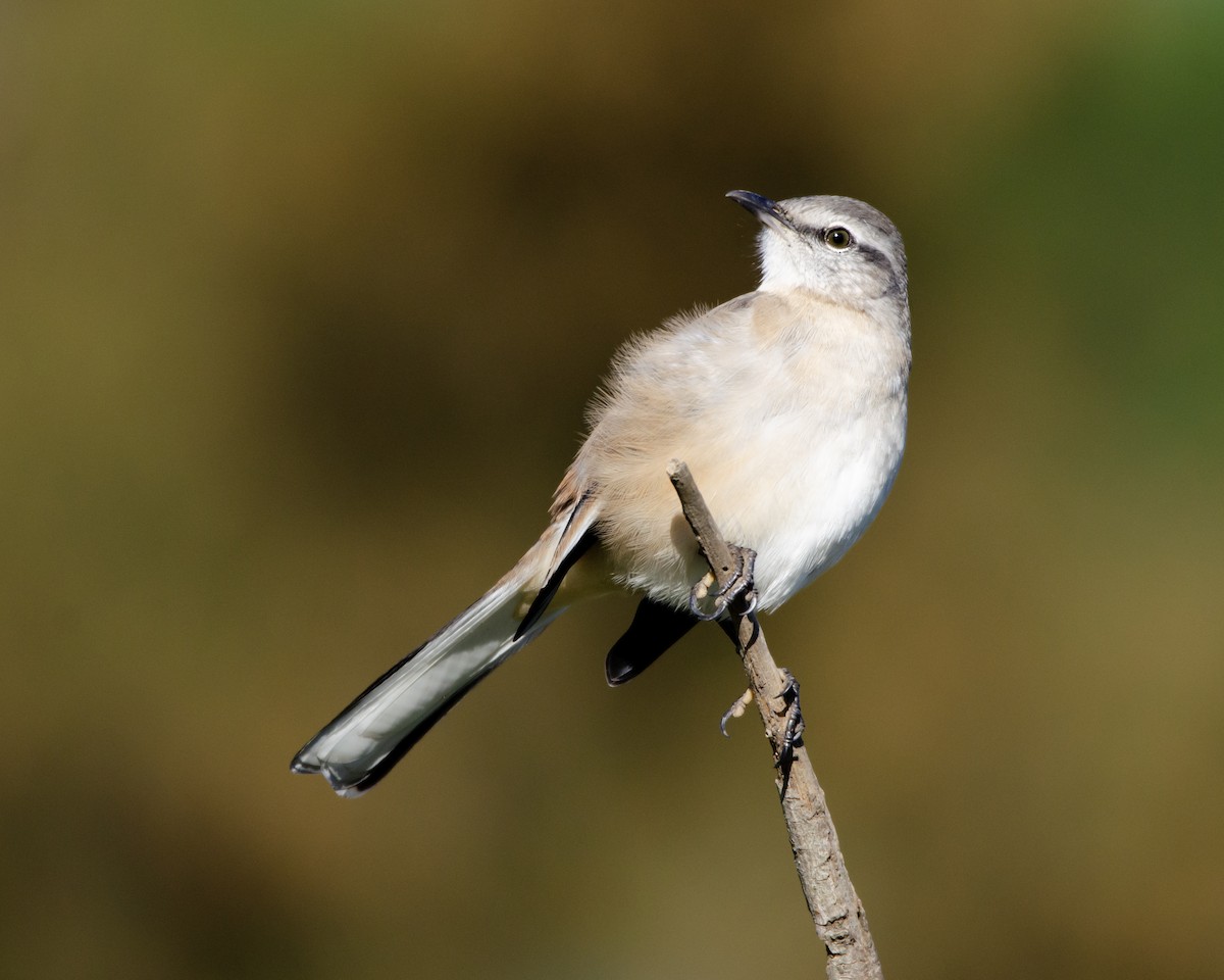 White-banded Mockingbird - Ignacio Zapata