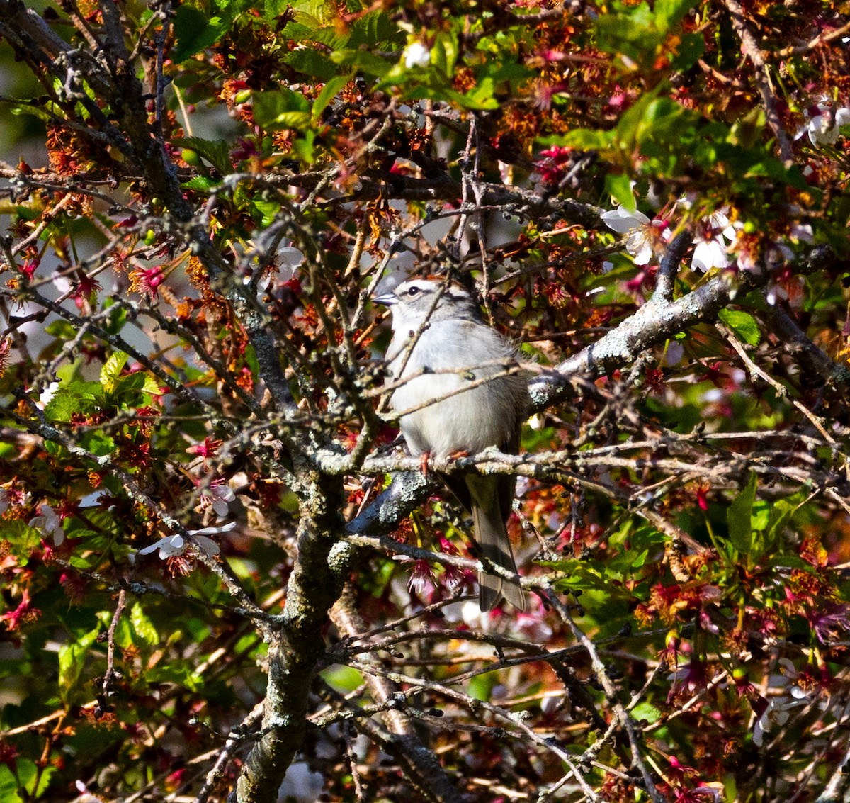Chipping Sparrow - ML618152011