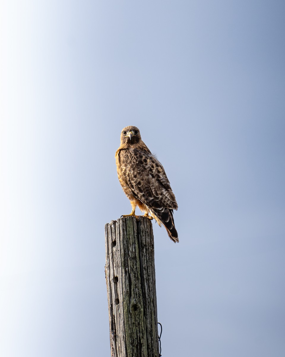 Red-tailed Hawk - Kevin Kovach