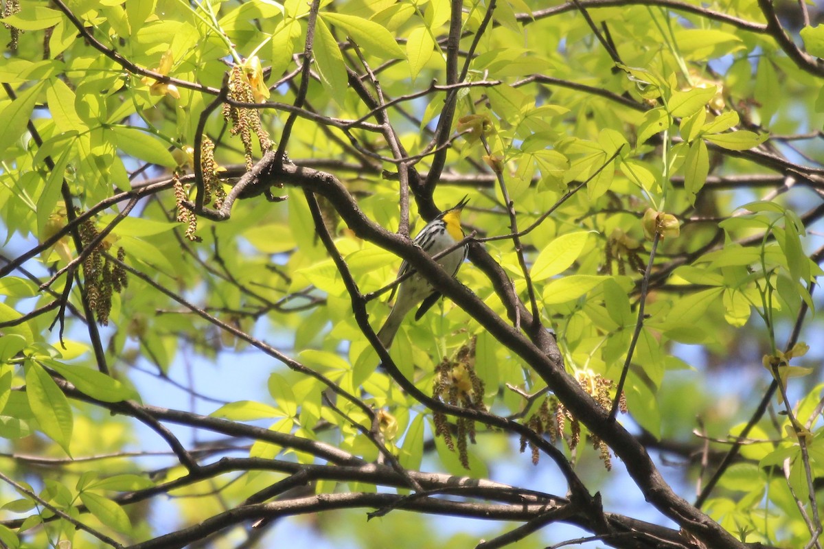 Yellow-throated Warbler - ML618152020