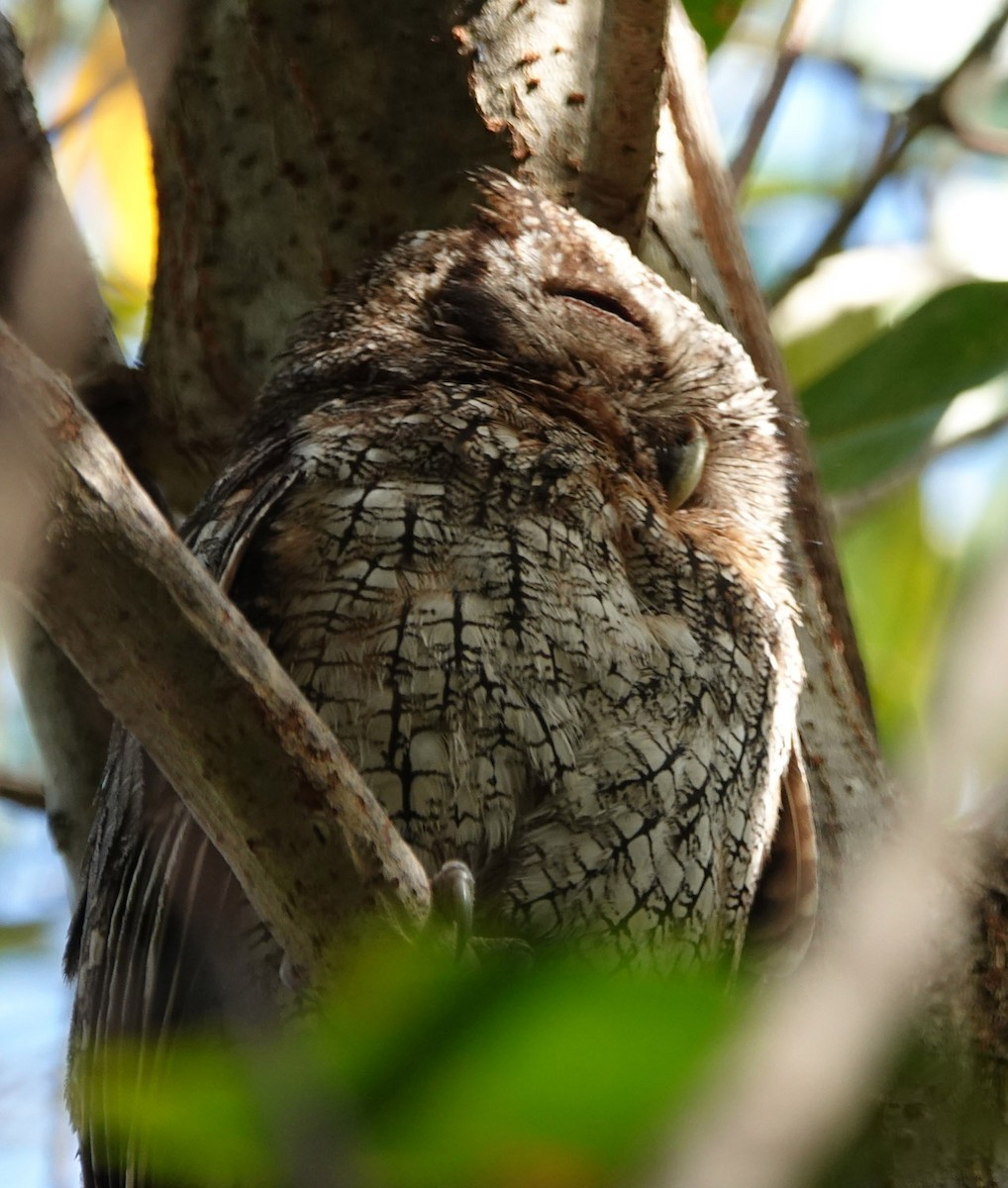 Tropical Screech-Owl - ML618152033