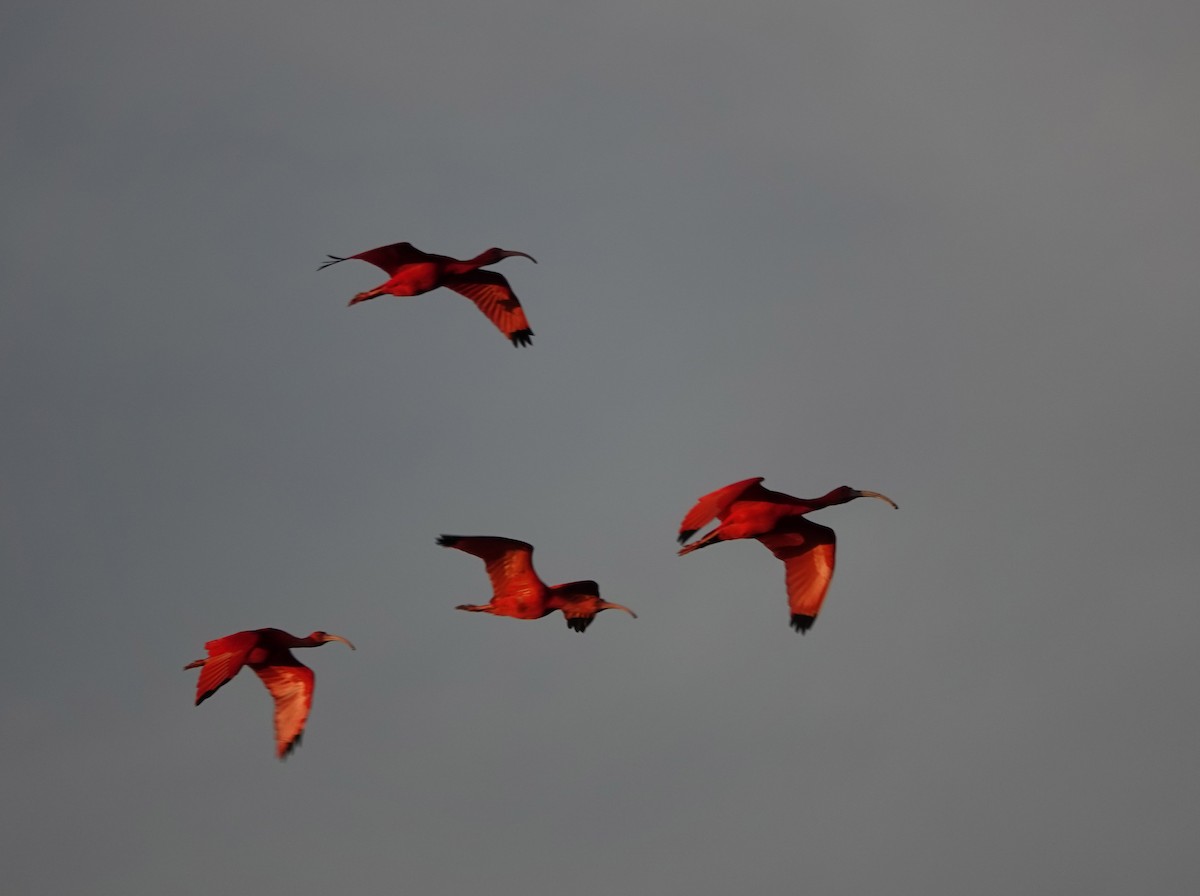 ibis rudý - ML618152062