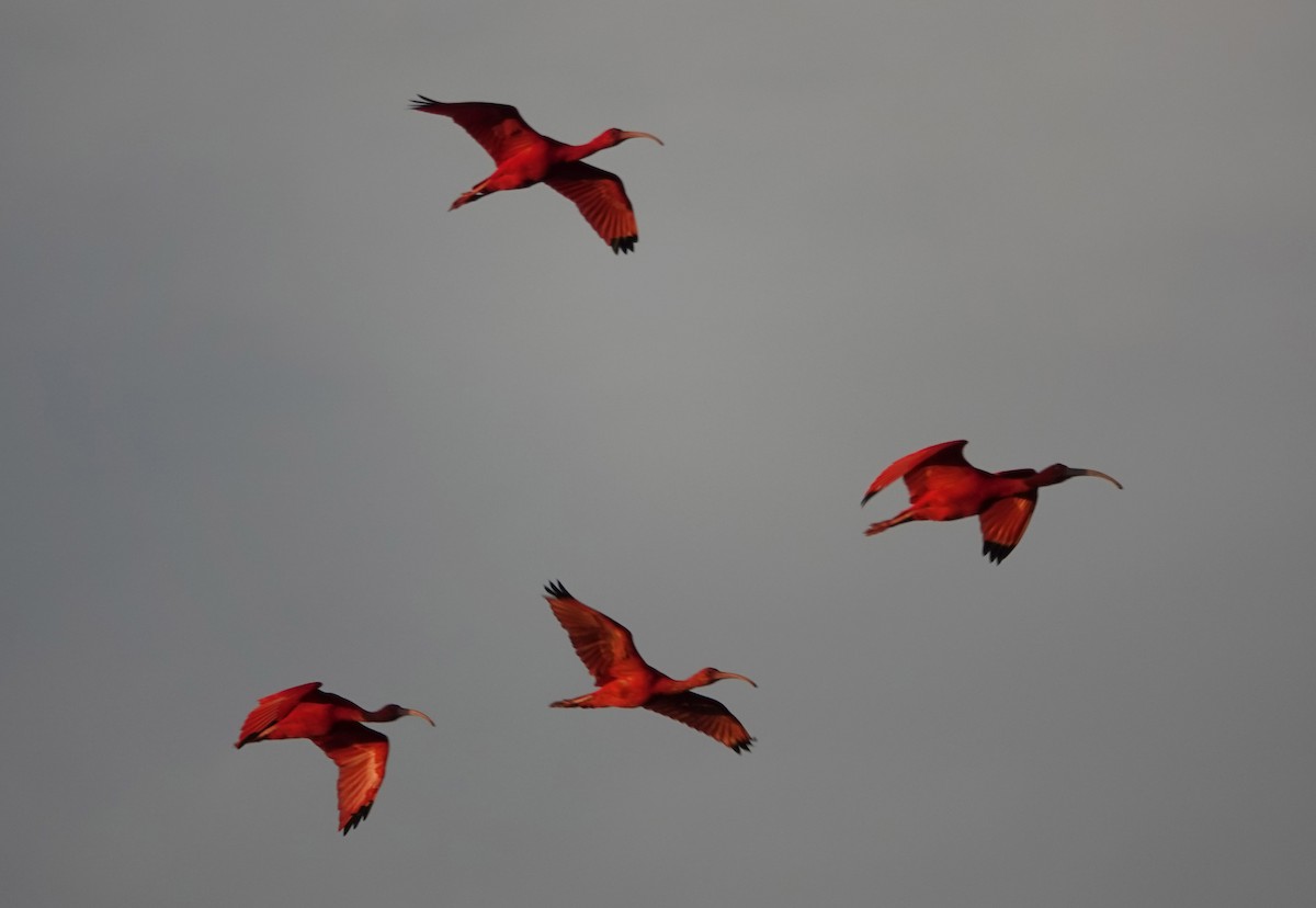 Scarlet Ibis - ML618152063