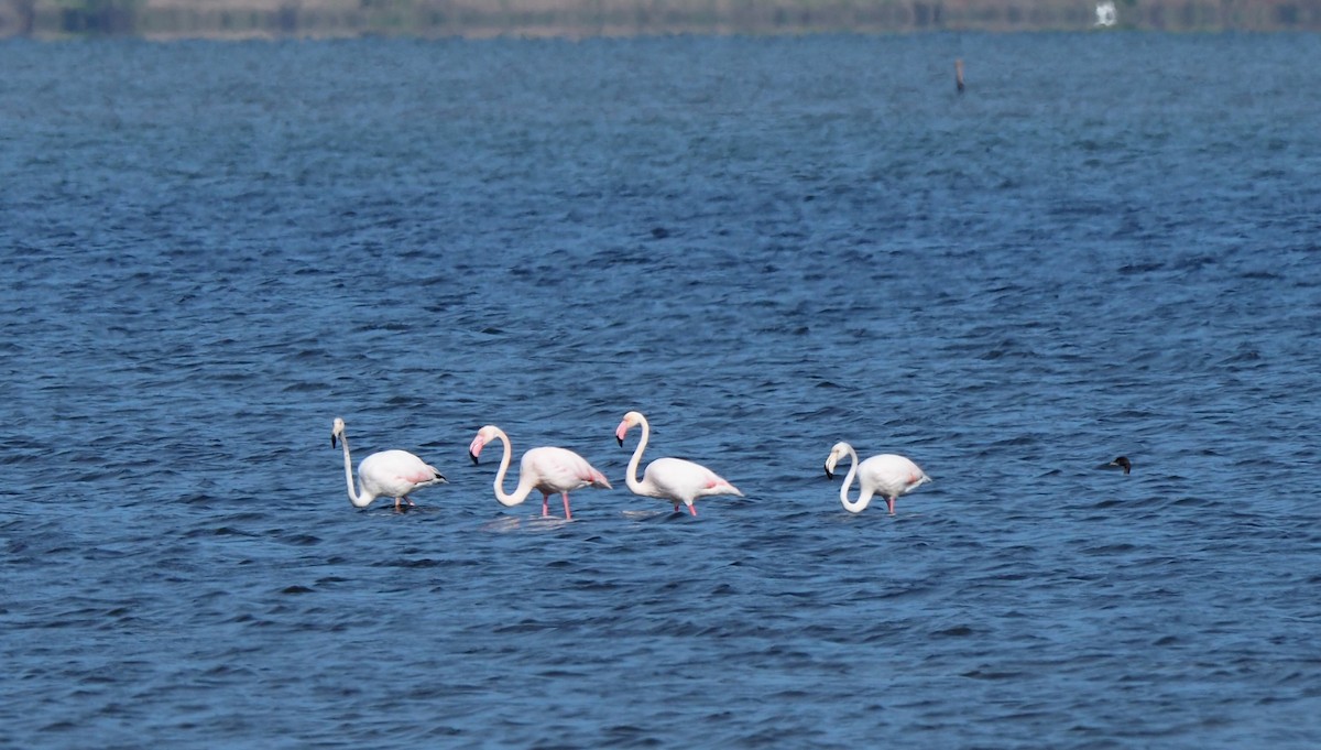 Greater Flamingo - ML618152070