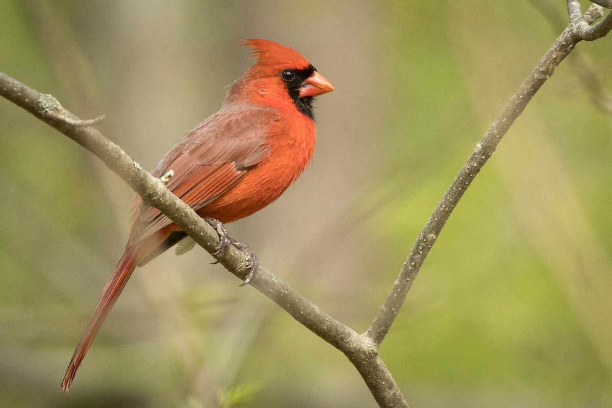 Cardinal rouge - ML618152078