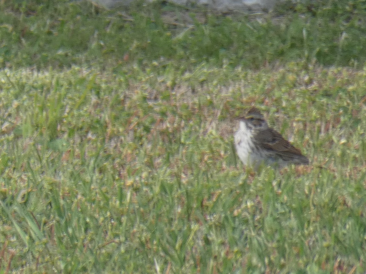 Savannah Sparrow - ML618152096