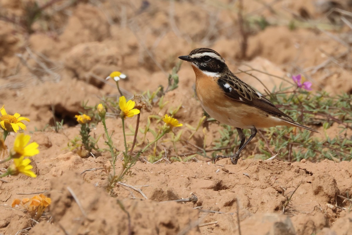 Whinchat - ML618152114