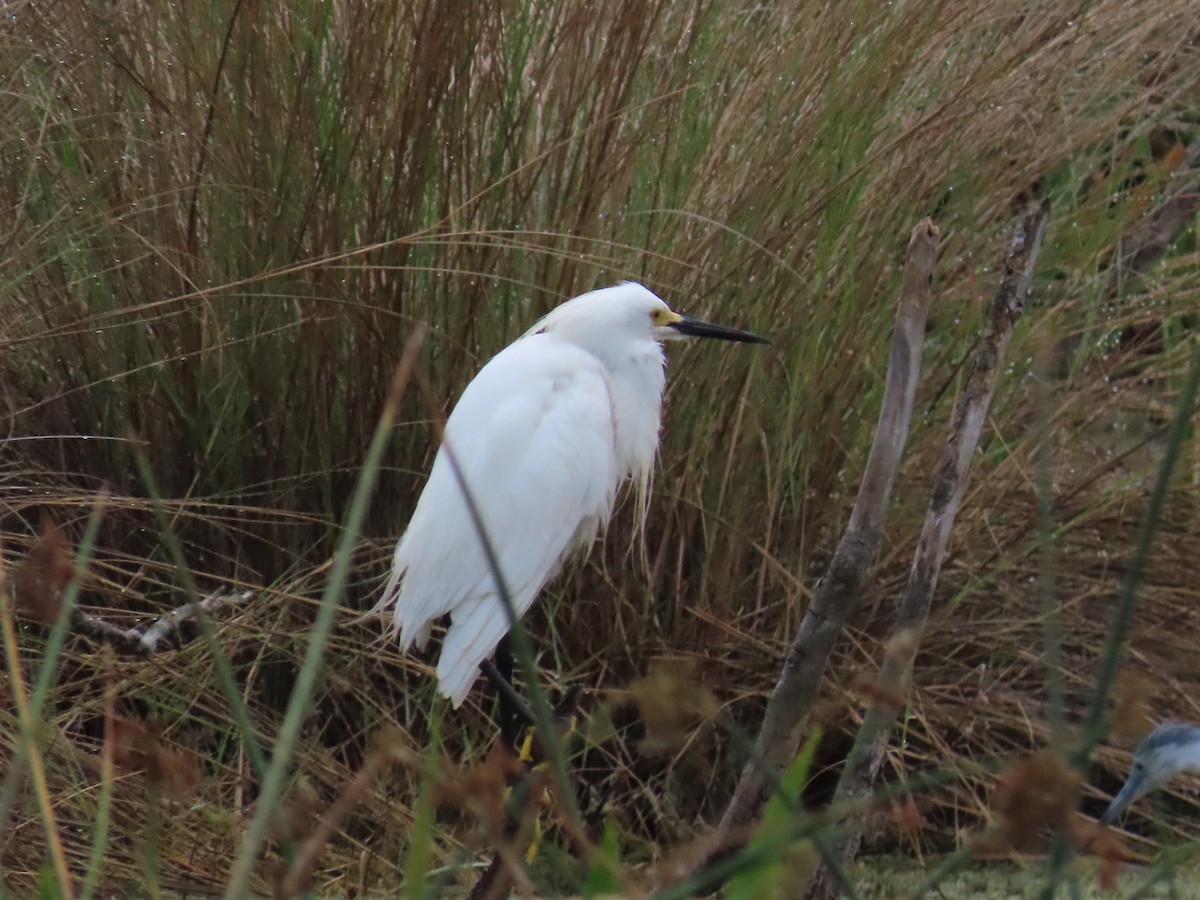 Snowy Egret - Laurie Witkin