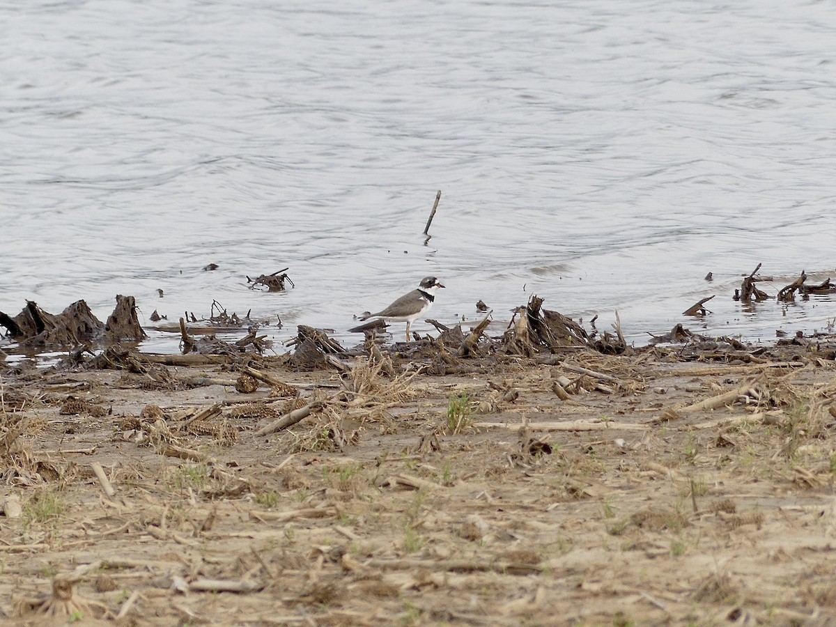 Semipalmated Plover - ML618152164