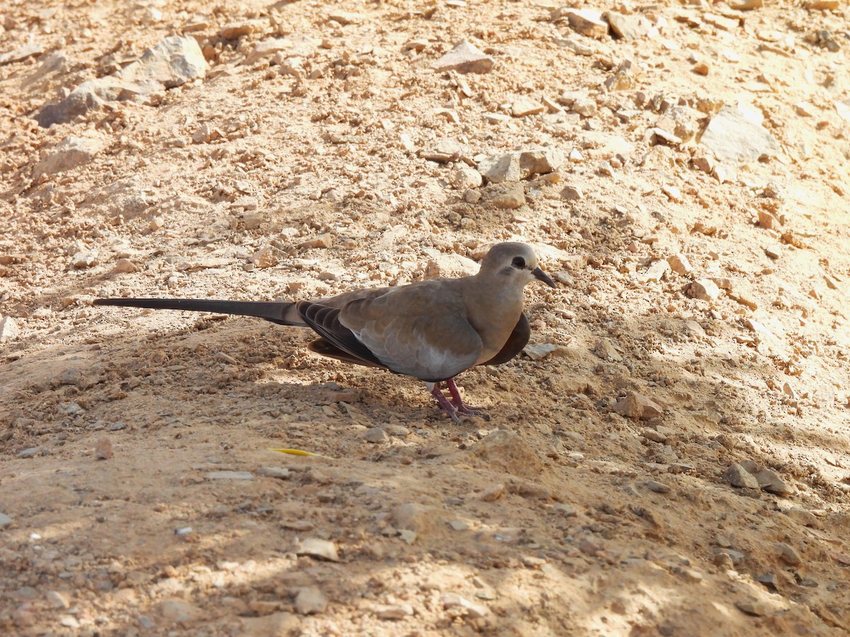 Namaqua Dove - ML618152169