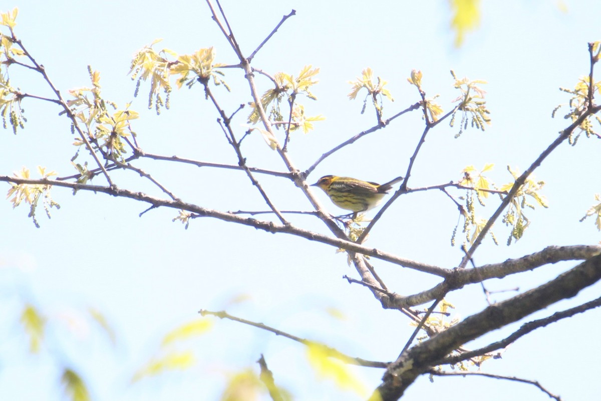 Cape May Warbler - ML618152173