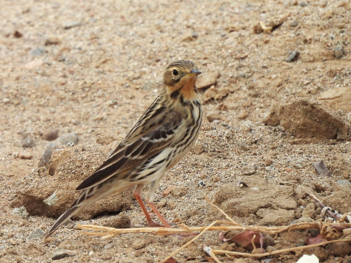 Red-throated Pipit - Ian Brown