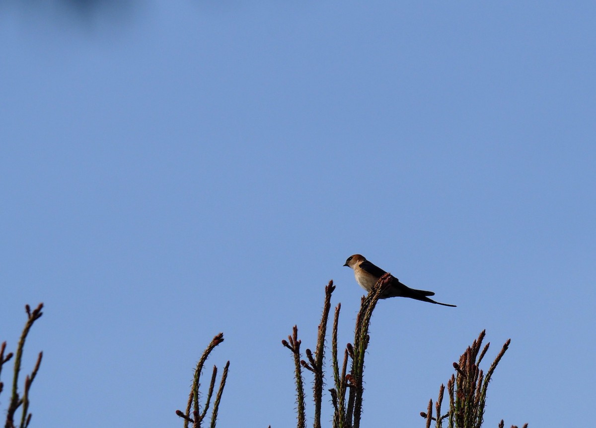 Red-rumped Swallow - ML618152181