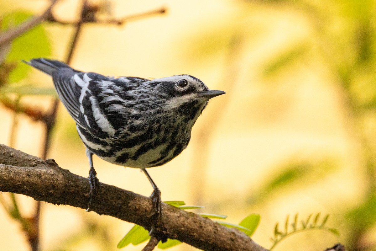 Black-and-white Warbler - ML618152221