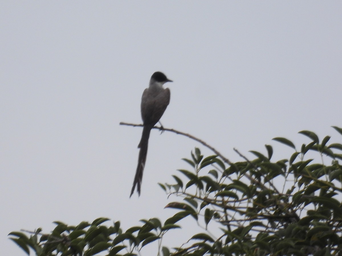 Fork-tailed Flycatcher - ML618152233