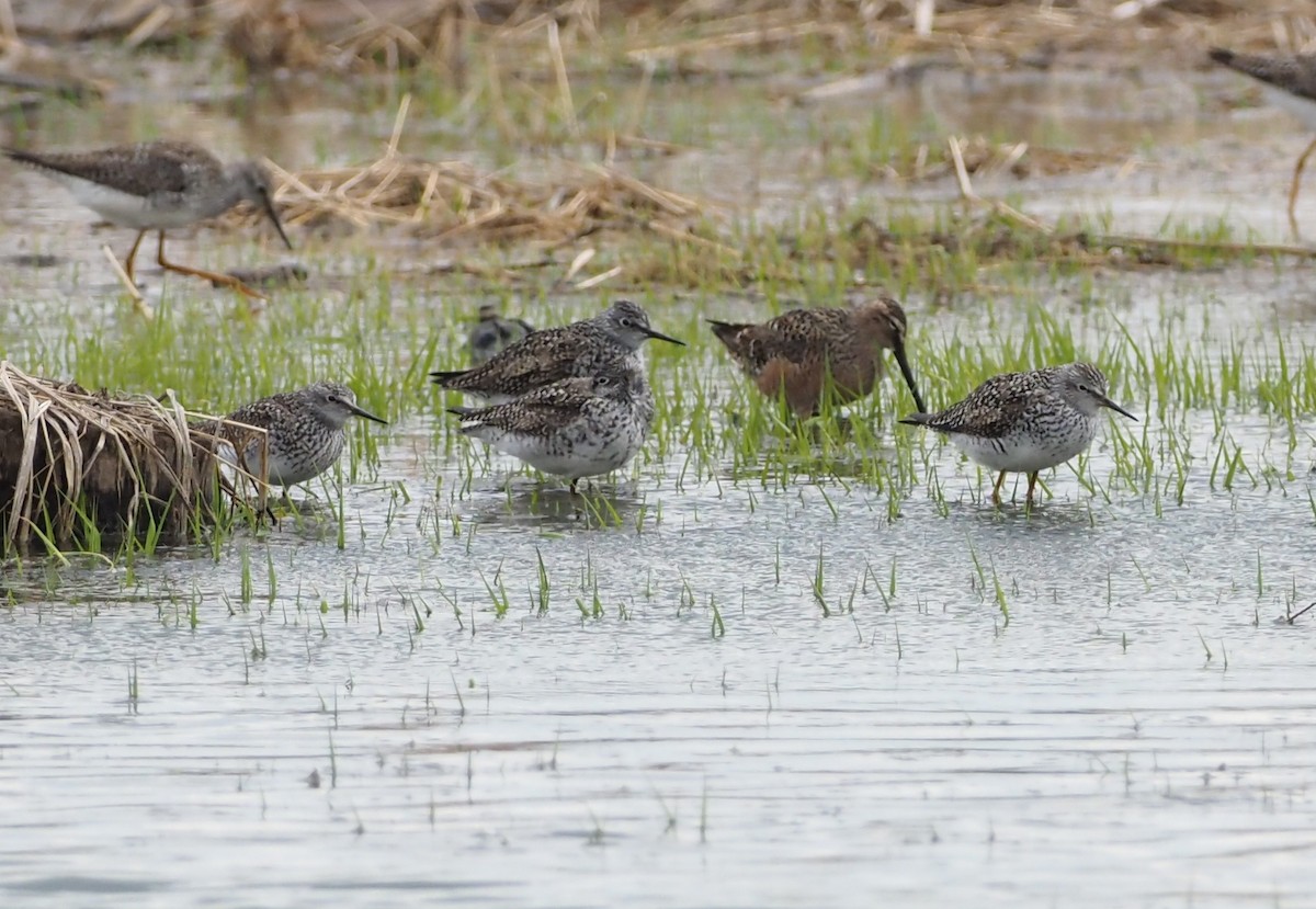 Long-billed Dowitcher - ML618152251