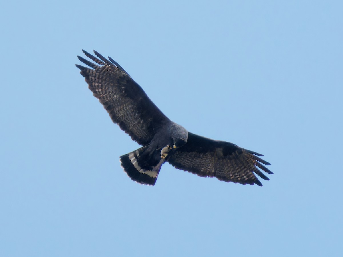 Zone-tailed Hawk - ML618152266