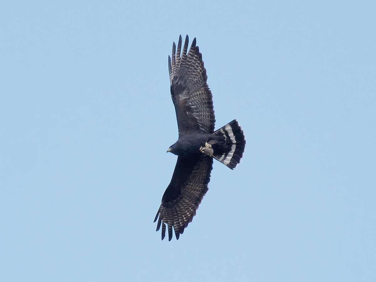 Zone-tailed Hawk - Pierre Deviche