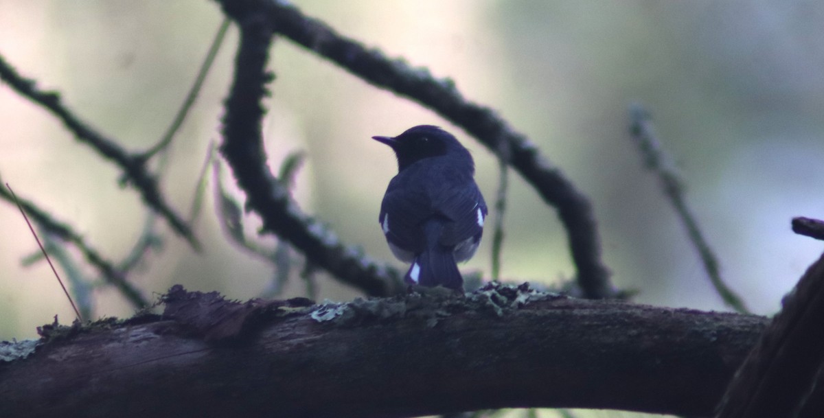 Black-throated Blue Warbler - BJ dooley