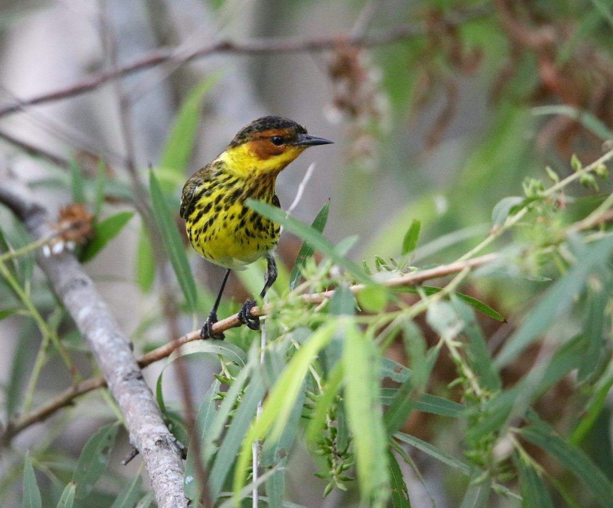 Cape May Warbler - ML618152271