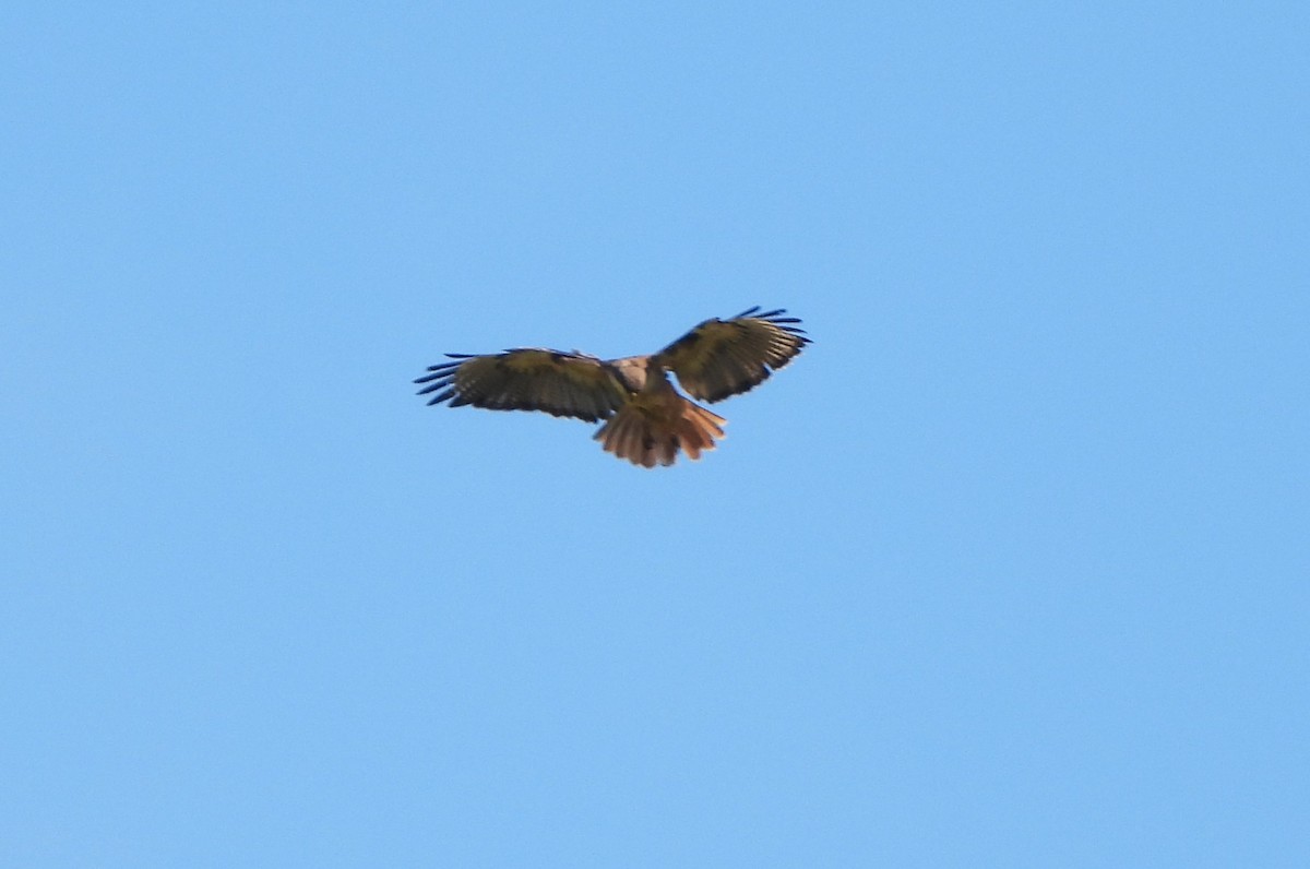 Red-tailed Hawk - ML618152298