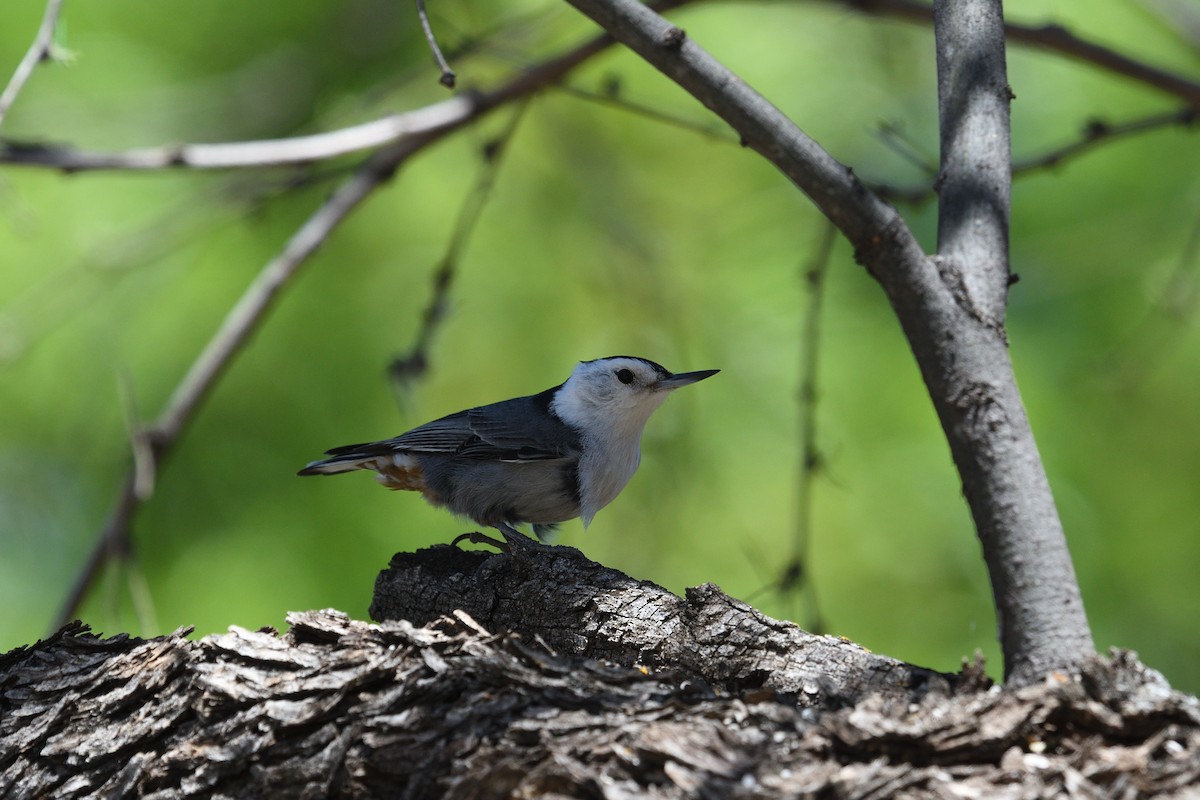 White-breasted Nuthatch - Shane Carroll