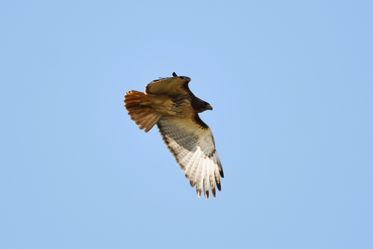 Red-tailed Hawk (borealis) - ML618152330