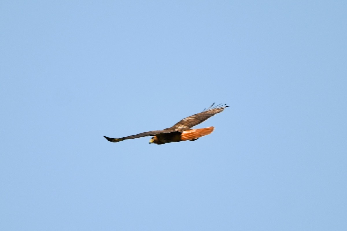 Red-tailed Hawk (borealis) - ML618152331