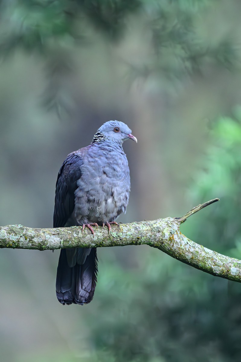 Nilgiri Wood-Pigeon - ML618152334