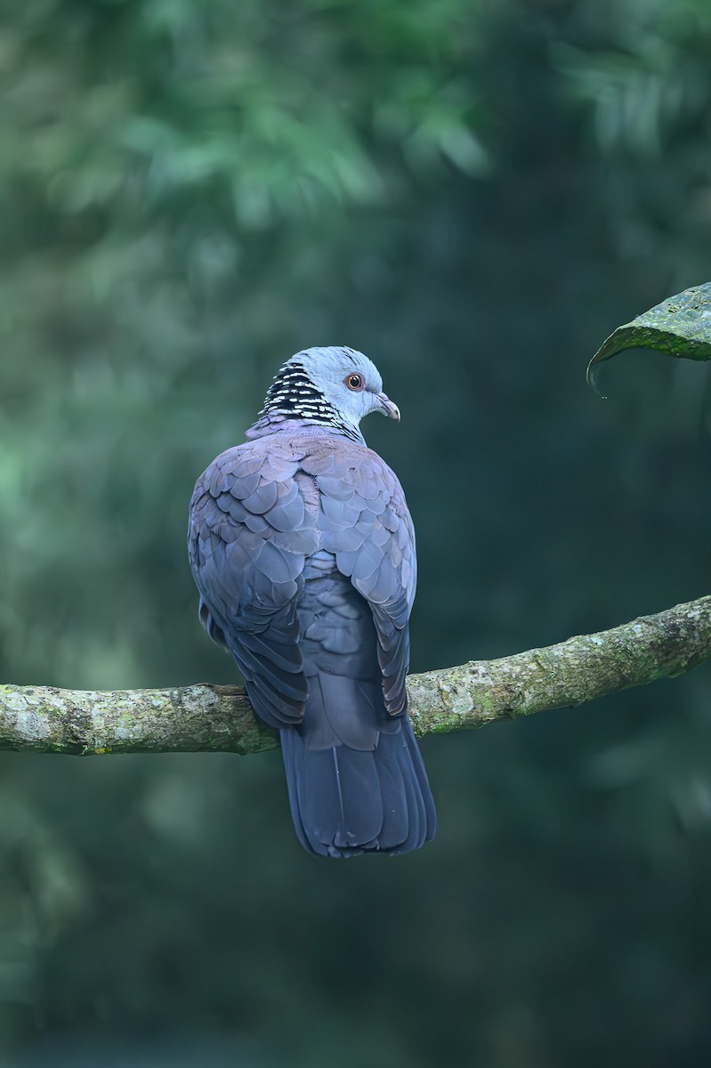 Pigeon d'Elphinstone - ML618152336
