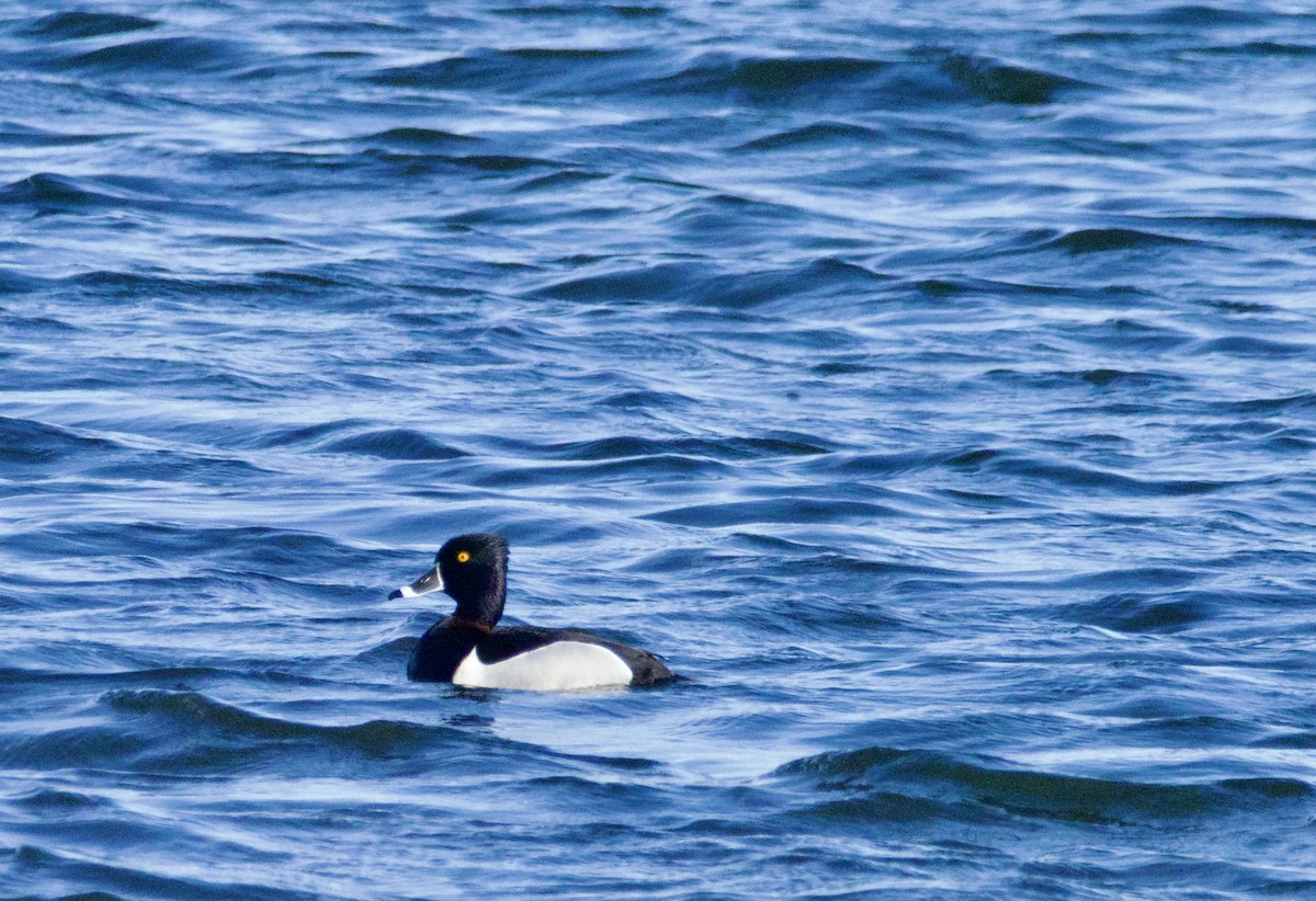 Ring-necked Duck - ML618152344