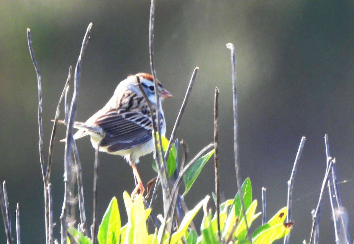 Chipping Sparrow - ML618152368