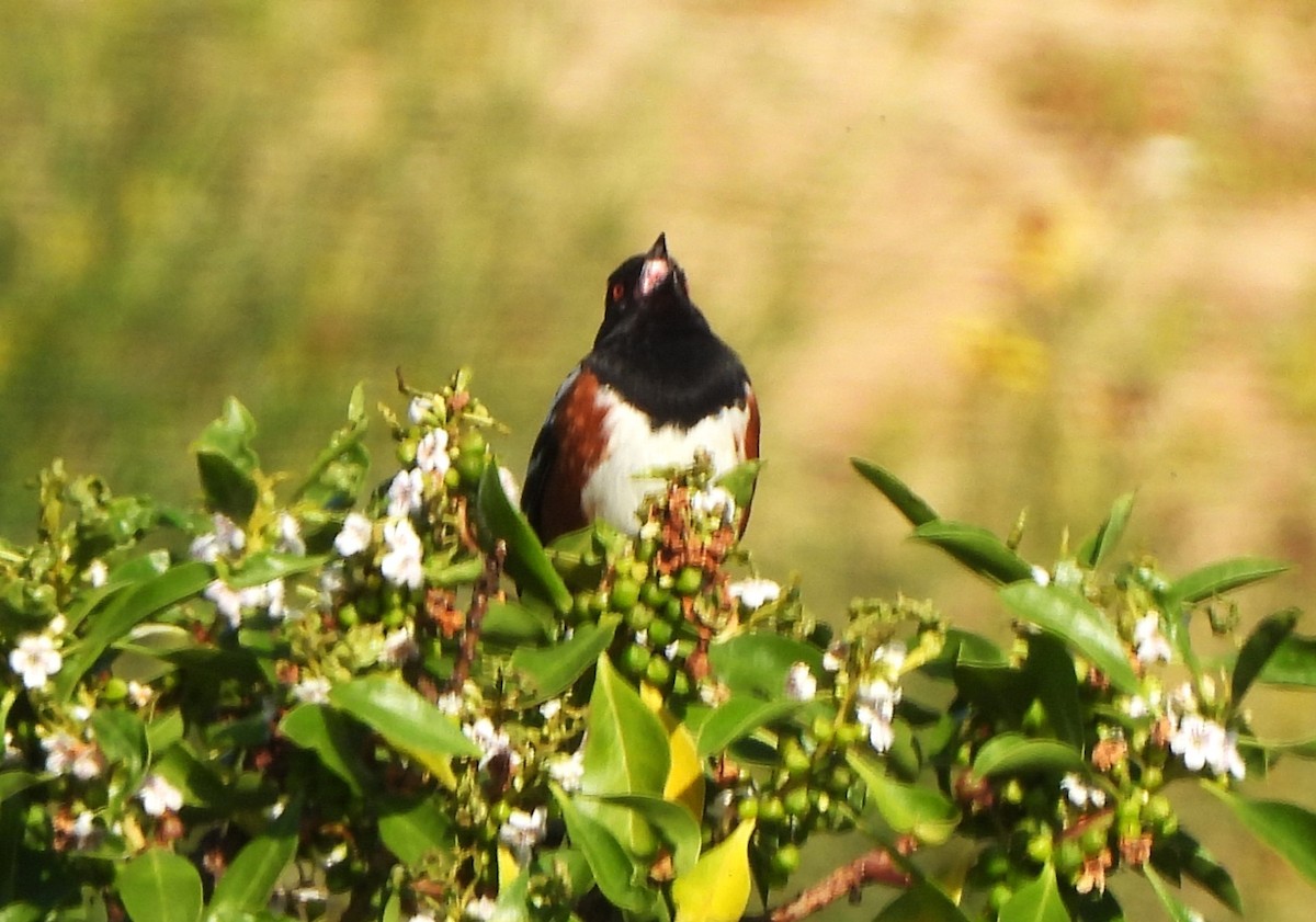 Spotted Towhee - ML618152378